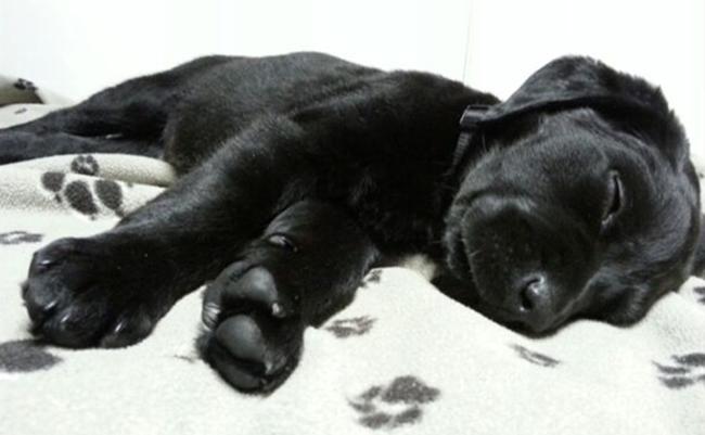 Photo One Million Dogs