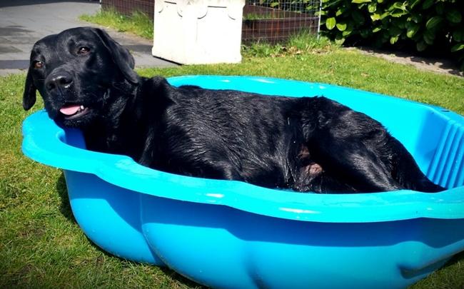 Photo One Million Dogs