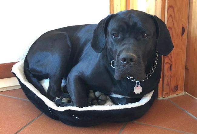 Photo One Million Dogs