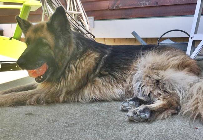 Photo One Million Dogs