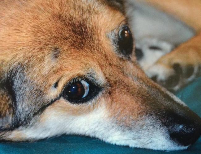 Photo One Million Dogs