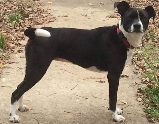 Photo One Million Dogs