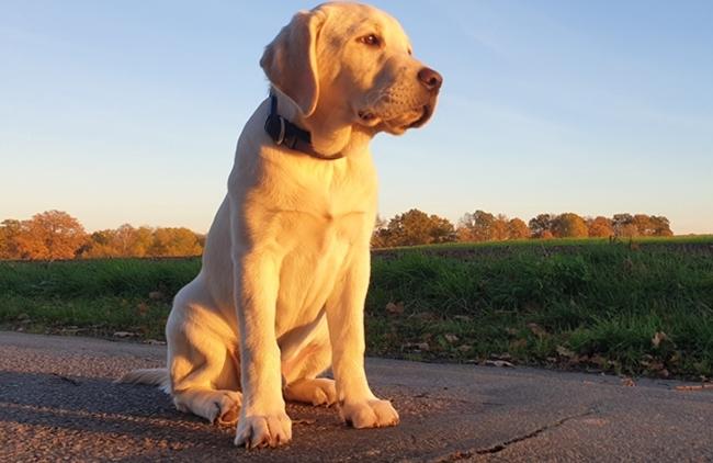 Photo One Million Dogs