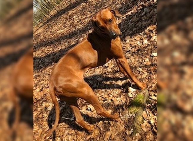 Photo One Million Dogs