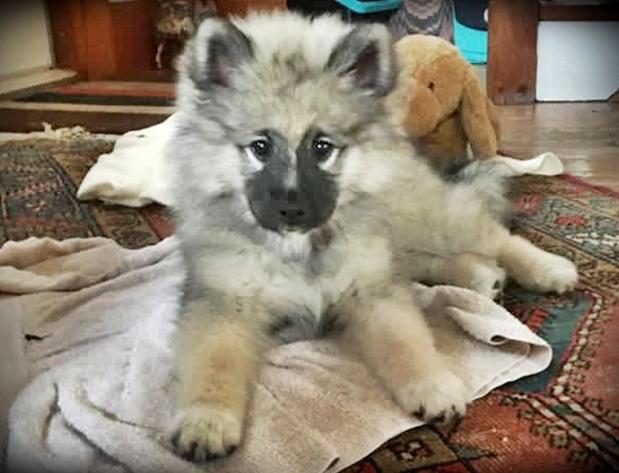 Photo One Million Dogs