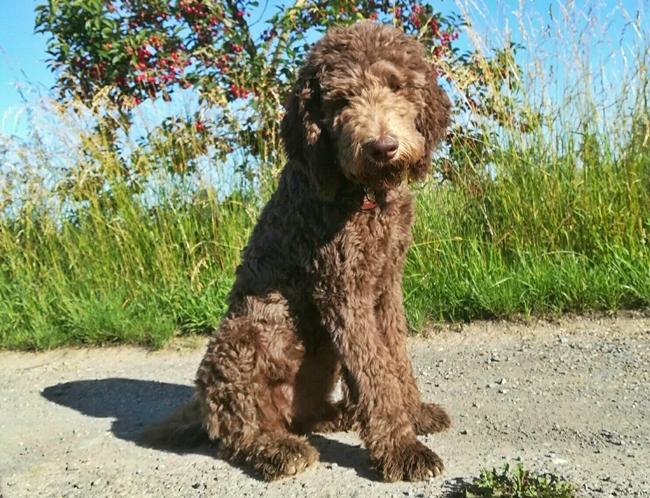 Photo One Million Dogs