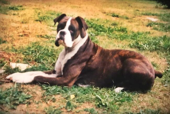 Photo One Million Dogs