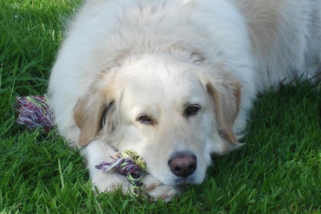 Photo One Million Dogs