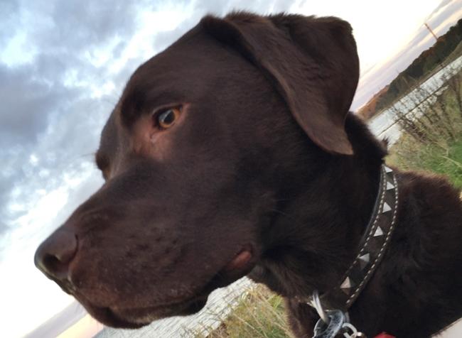 Photo One Million Dogs