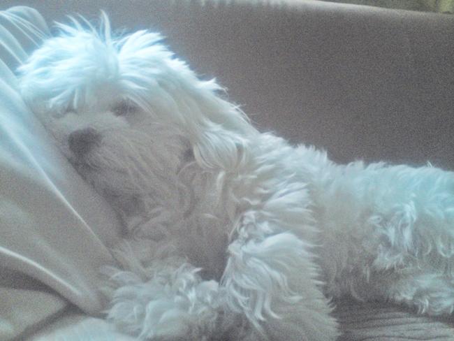 Photo One Million Dogs