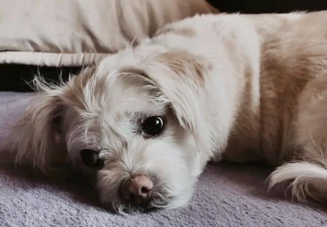 Photo One Million Dogs