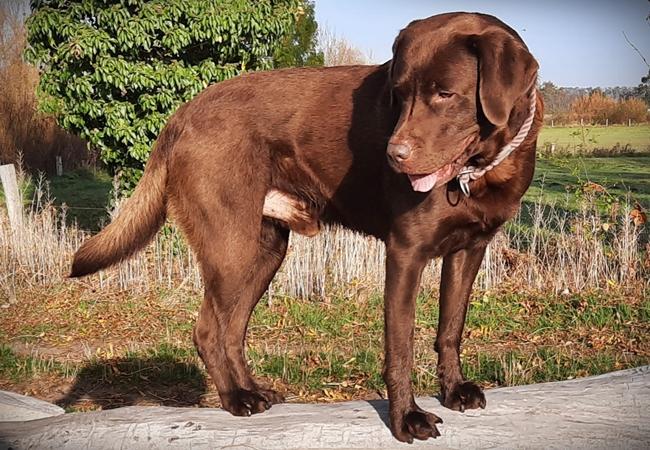 Photo One Million Dogs