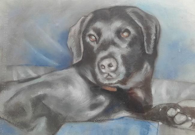 Photo One Million Dogs