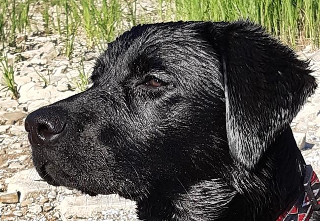 Photo One Million Dogs