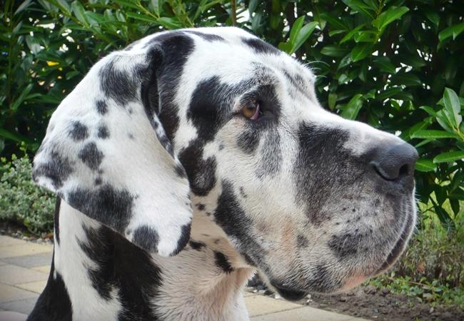 Photo One Million Dogs