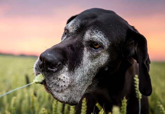 Photo One Million Dogs