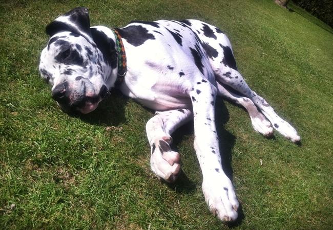 Photo One Million Dogs