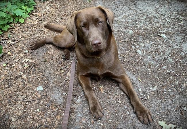 Photo One Million Dogs