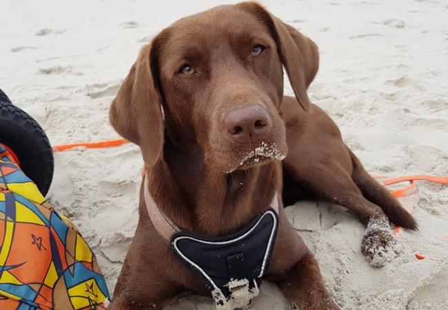 Photo One Million Dogs