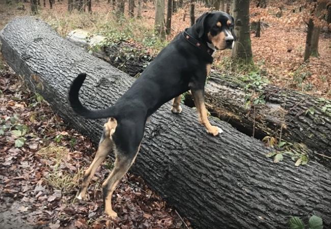 Photo One Million Dogs