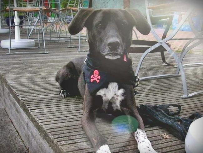 Photo One Million Dogs