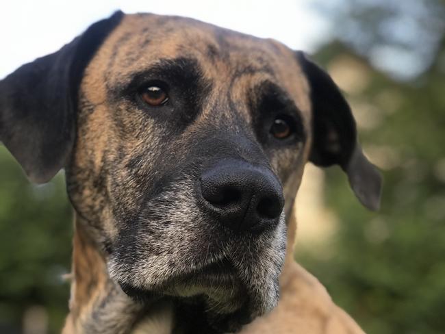 Photo One Million Dogs