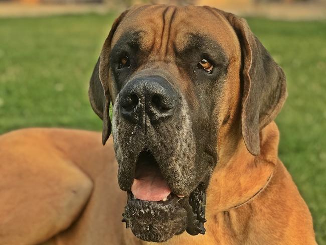 Photo One Million Dogs