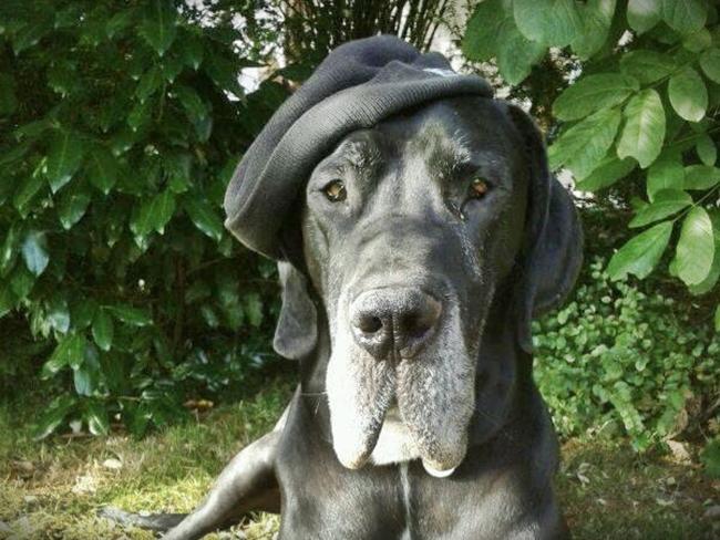 Photo One Million Dogs