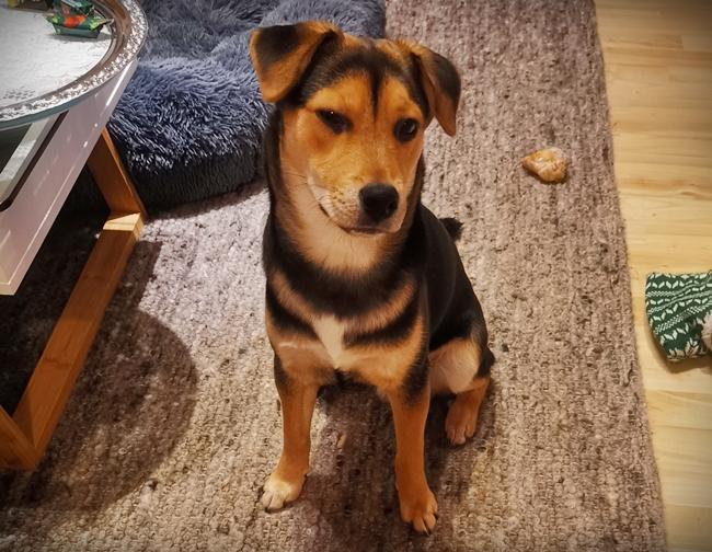 Photo One Million Dogs