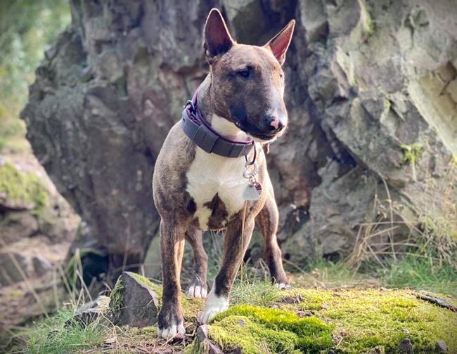 Photo One Million Dogs