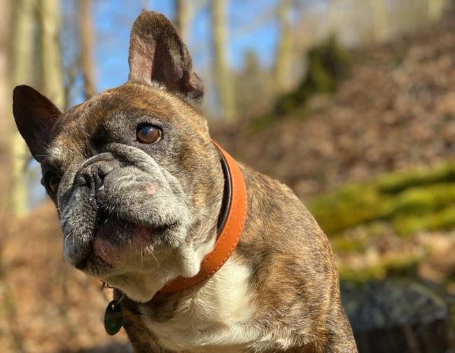 Photo One Million Dogs