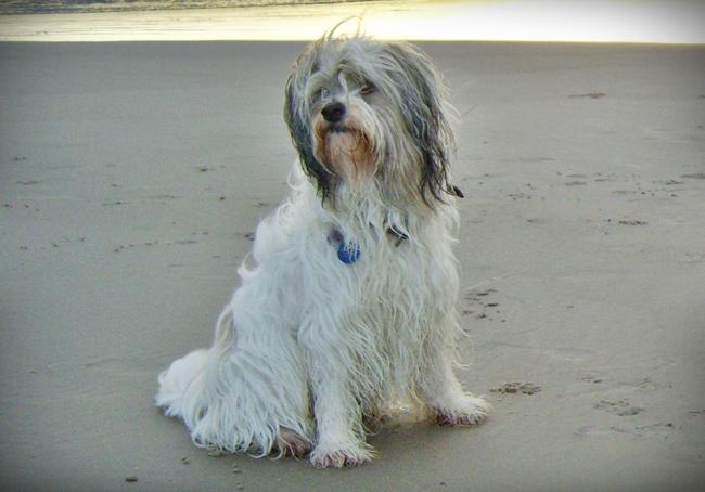 Photo One Million Dogs