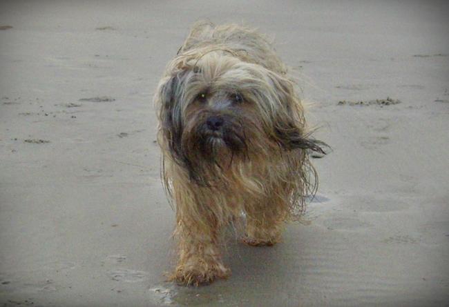 Photo One Million Dogs