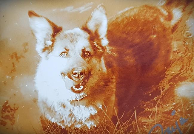 Photo One Million Dogs