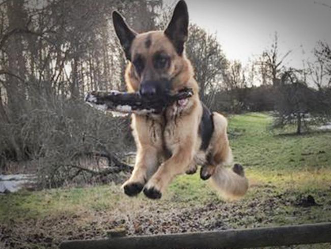 Photo One Million Dogs