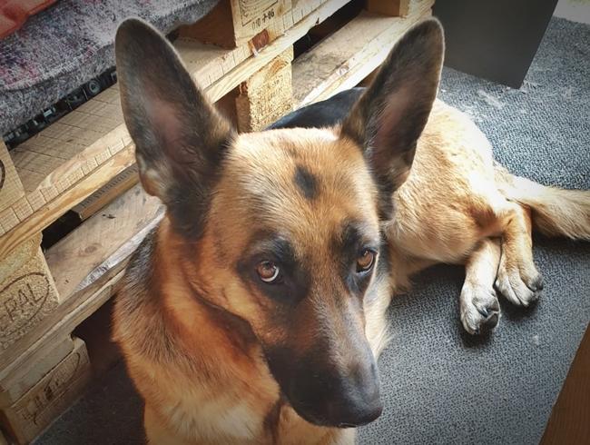 Photo One Million Dogs