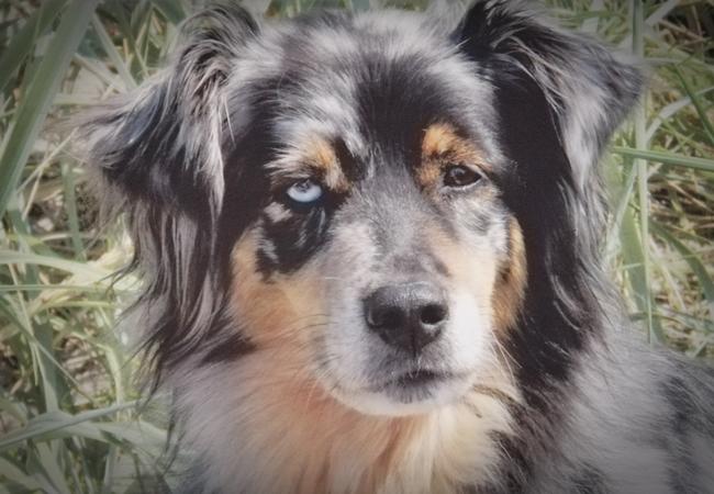 Photo One Million Dogs