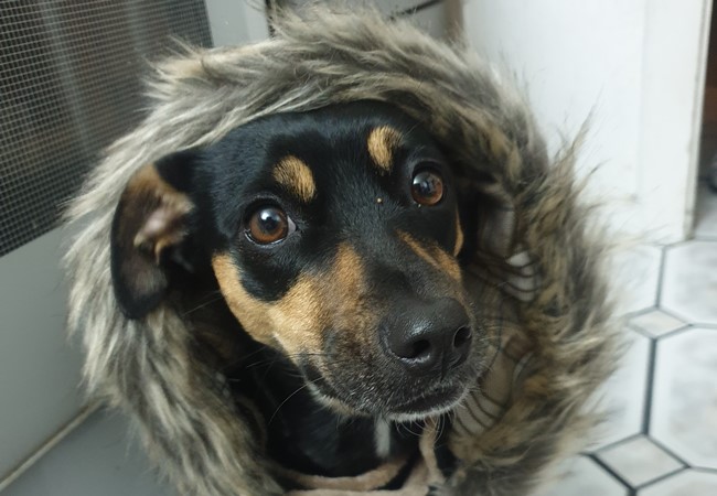 Photo One Million Dogs