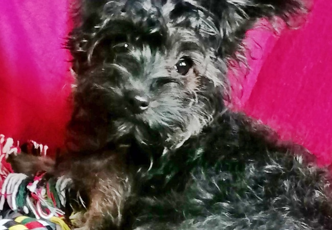 Photo One Million Dogs