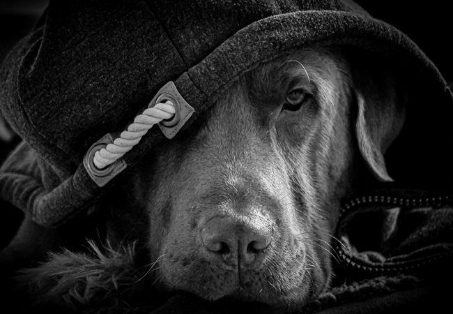 Photo One Million Dogs