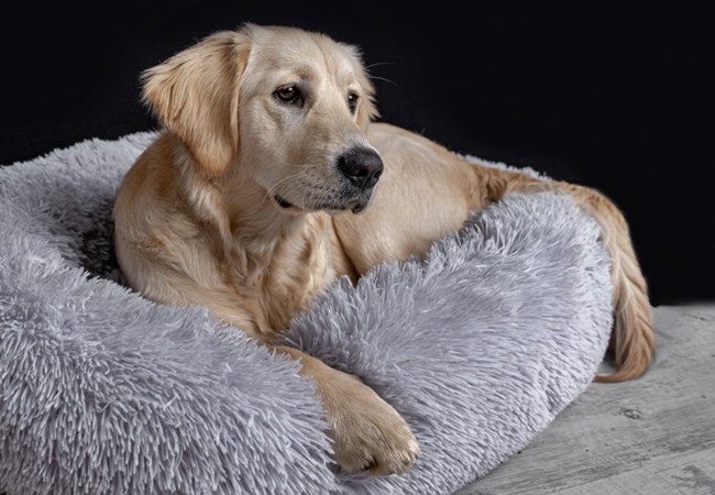 Photo One Million Dogs