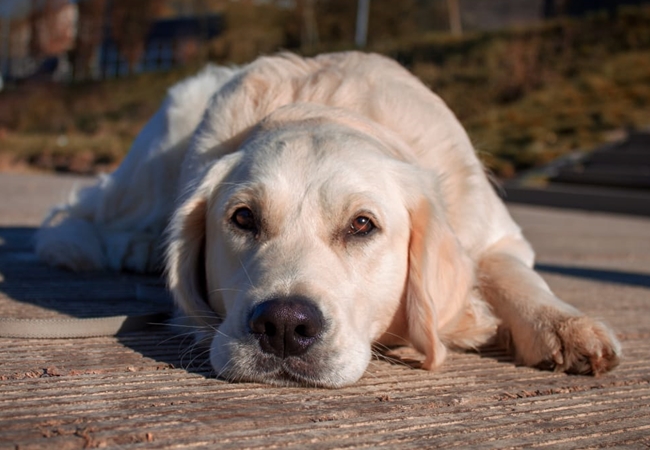 Photo One Million Dogs