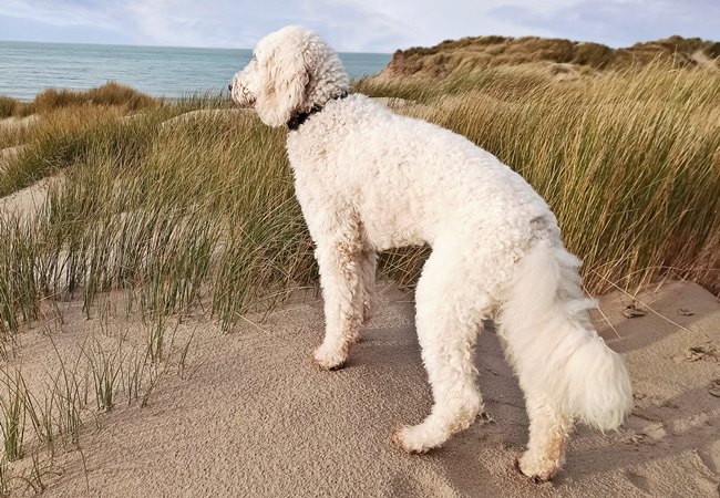 Photo One Million Dogs