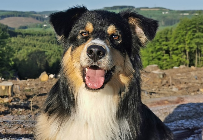 Photo One Million Dogs