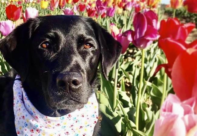 Photo One Million Dogs