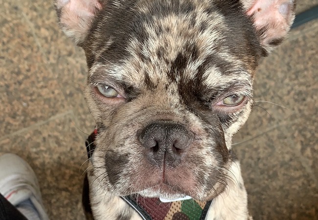 Photo One Million Dogs