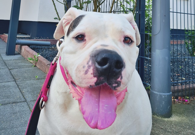 Photo One Million Dogs