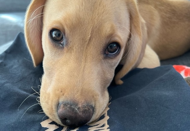 Photo One Million Dogs