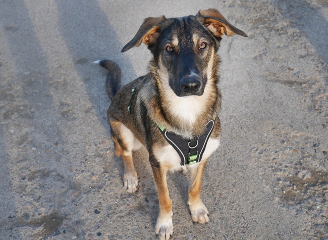 Photo One Million Dogs