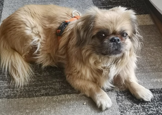 Photo One Million Dogs